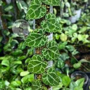 Piperaceae Plant - Etsy