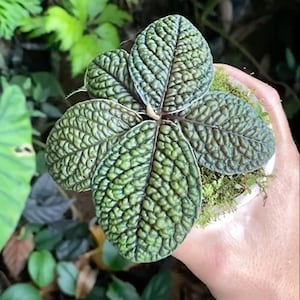 Labisia Gehirn Live Exotic Tropische Pflanze Indoor Outdoor Pflegeleicht Primulaceae
