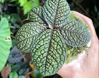 May include: A small green plant with textured leaves in a white pot. The plant has a unique, almost bubble-like texture on its leaves.