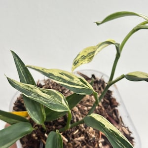 Scindapsus Mutiara Albo Variegated Rare Live Exotic Tropical Foliage Plant Indoor Outdoor Easy Care Unique Aroid