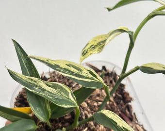 Scindapsus mutiara albo bonte zeldzame levende exotische tropische bladplant binnen en buiten onderhoudsvriendelijk unieke aroid