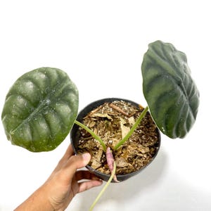 Alocasia Cuprea Lebend Exotisch Tropisch Grün Pflanze Indoor Outdoor Pflegeleicht Einzigartig Aroid