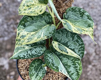 定番 Scindapsus Sentarum - Etsy その他観葉植物