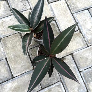 Labisia Ardisia Lintang Lebende Exotische Tropische Laubpflanze Indoor Outdoor Pflegeleicht Primulaceae