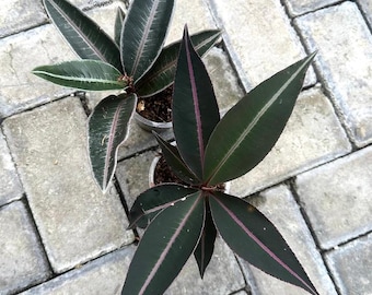 May include: Two potted plants with dark green, elongated leaves. Each leaf has a prominent central vein and subtle pink and white accents. The plants are set against a gray brick background, showcasing their unique foliage.
