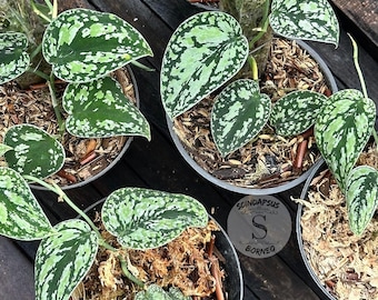 Scindapsus Dark Tricolor Rare Live Exotic Tropical Foliage Plant Indoor Outdoor Easy Care Unique Aroid