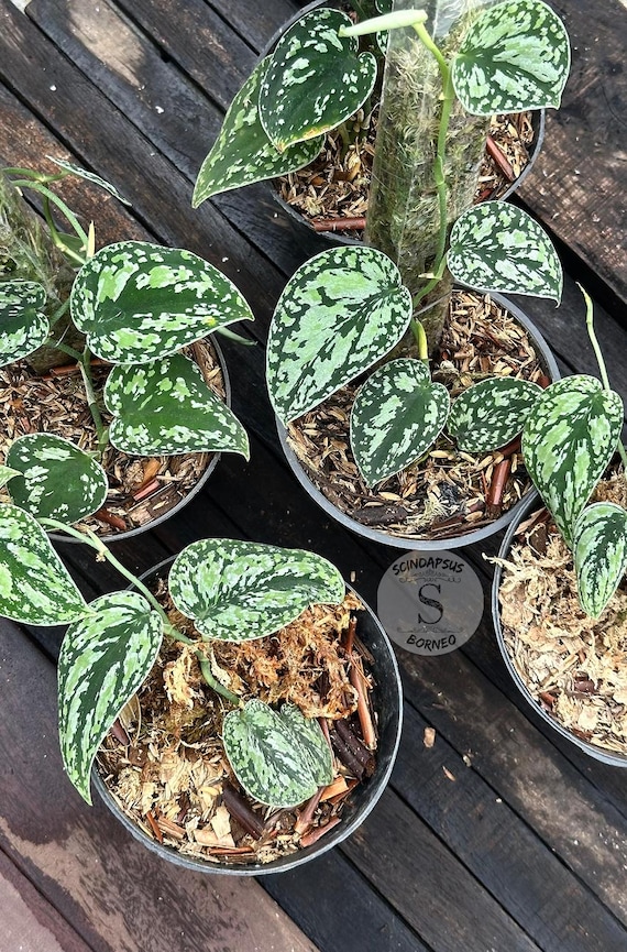 Scindapsus Dark Tricolor Rare Live Exotic Tropical Foliage Plant