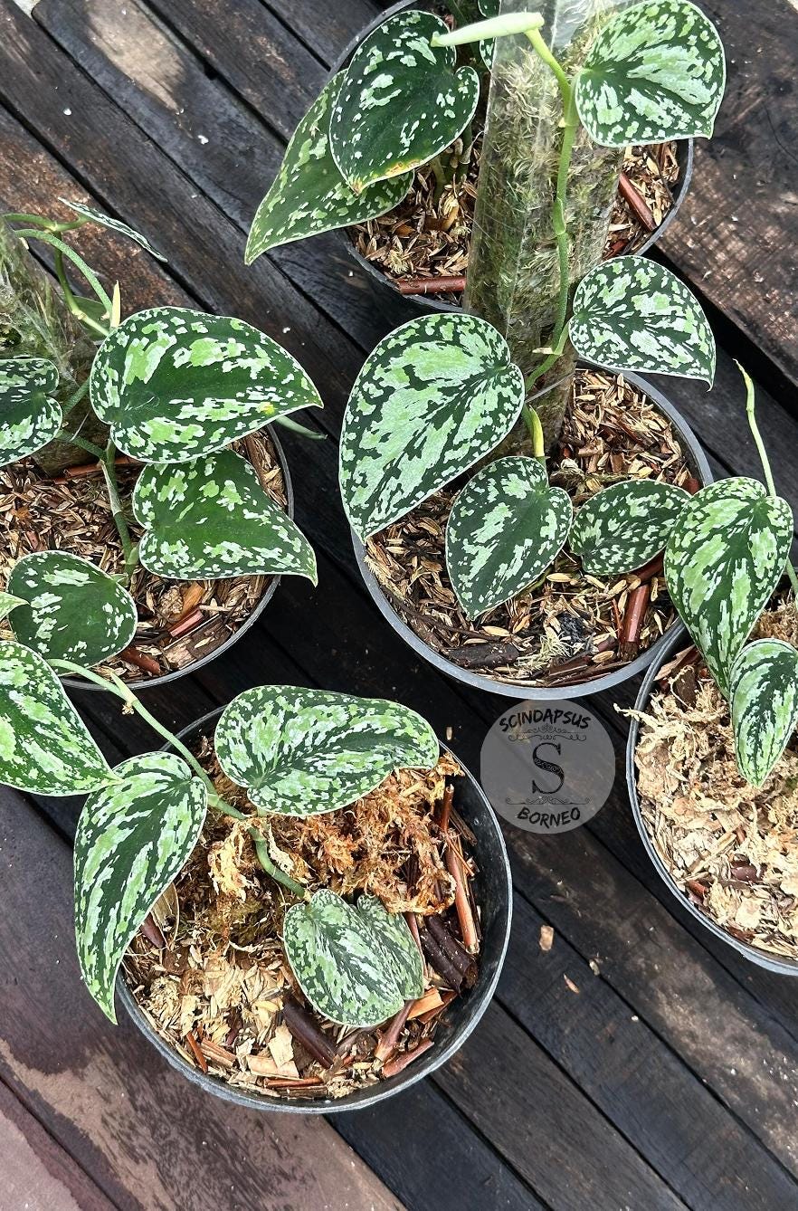 Scindapsus Silver Knight - Etsy