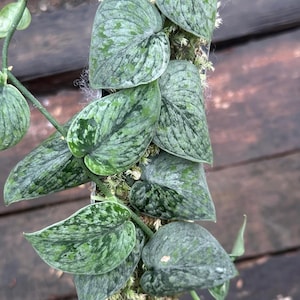 Scindapsus Snow Flex Mutation Dominant Silver Live Rare Tropical Foliage Plant Indoor Easy Care Unique Aroid
