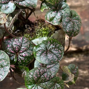 Könnte beinhalten: Nahaufnahme einer Zimmerpflanze mit dunkelgrünen Blättern mit rosa Flecken. Die Pflanze wächst in einem kleinen Topf mit Moos um die Basis.