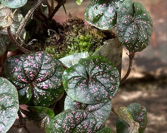 Piper Black Pink Sp Papua Live Exotic Tropical Foliage Plant Indoor Outdoor Easy Care Piperaceae