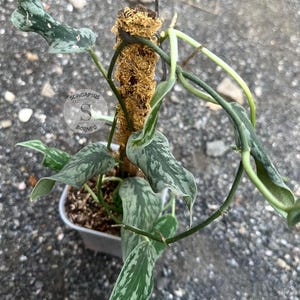 Scindapsus Guntur Live Exotic Tropical Foliage Plant Indoor Outdoor Easy Care Aroid