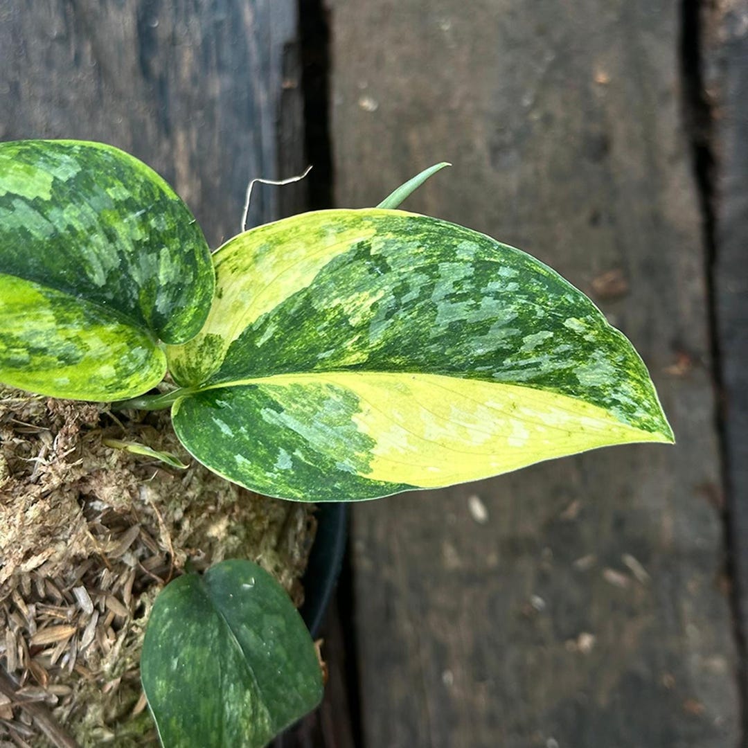 Scindapsus Variated Scindapsus Rajatapura Variegated Live Rare Exotic Tropical Foliage ...