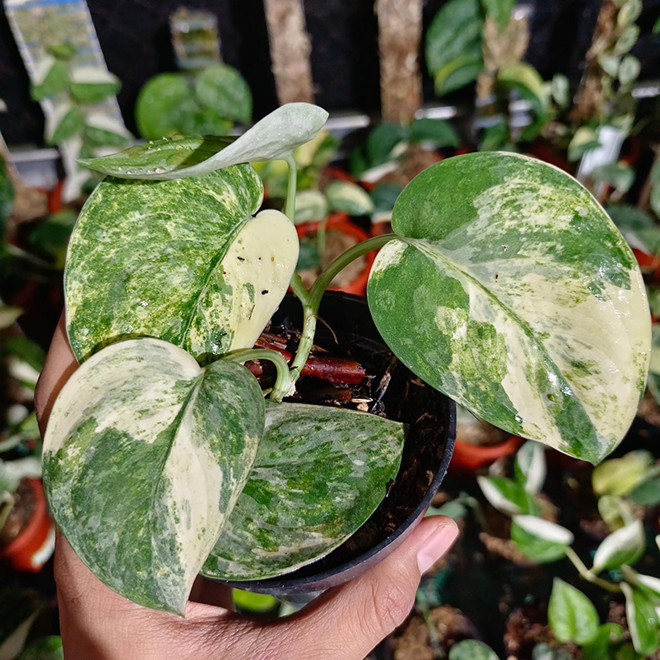 Scindapsus Variated Scindapsus Mangurai Variegated Live Exotic Tropical Foliage Plant ...