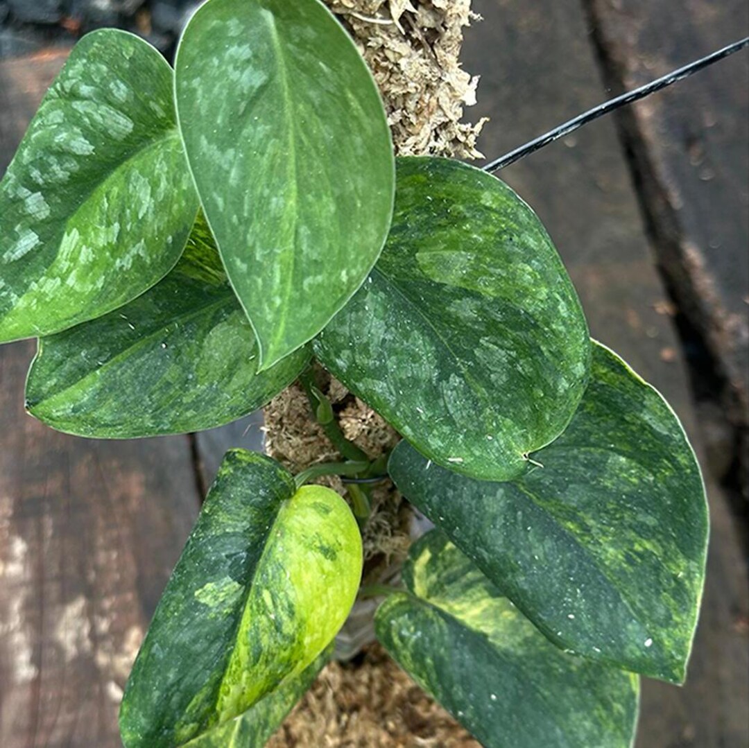 Scindapsus Variated Scindapsus Amber Variegated Rare Live Exotic Tropical Foliage Plant ...