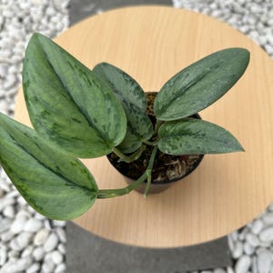 Scindapsus Mutation Stabilo Army Live Exotic Tropical Foliage Plant Indoor Outdoor Easy Care Aroid