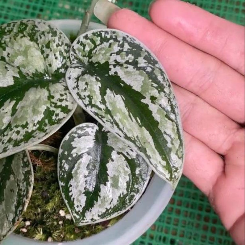 ScindapsusBorneo Scindapsus Tricollor - Thumbnail 5