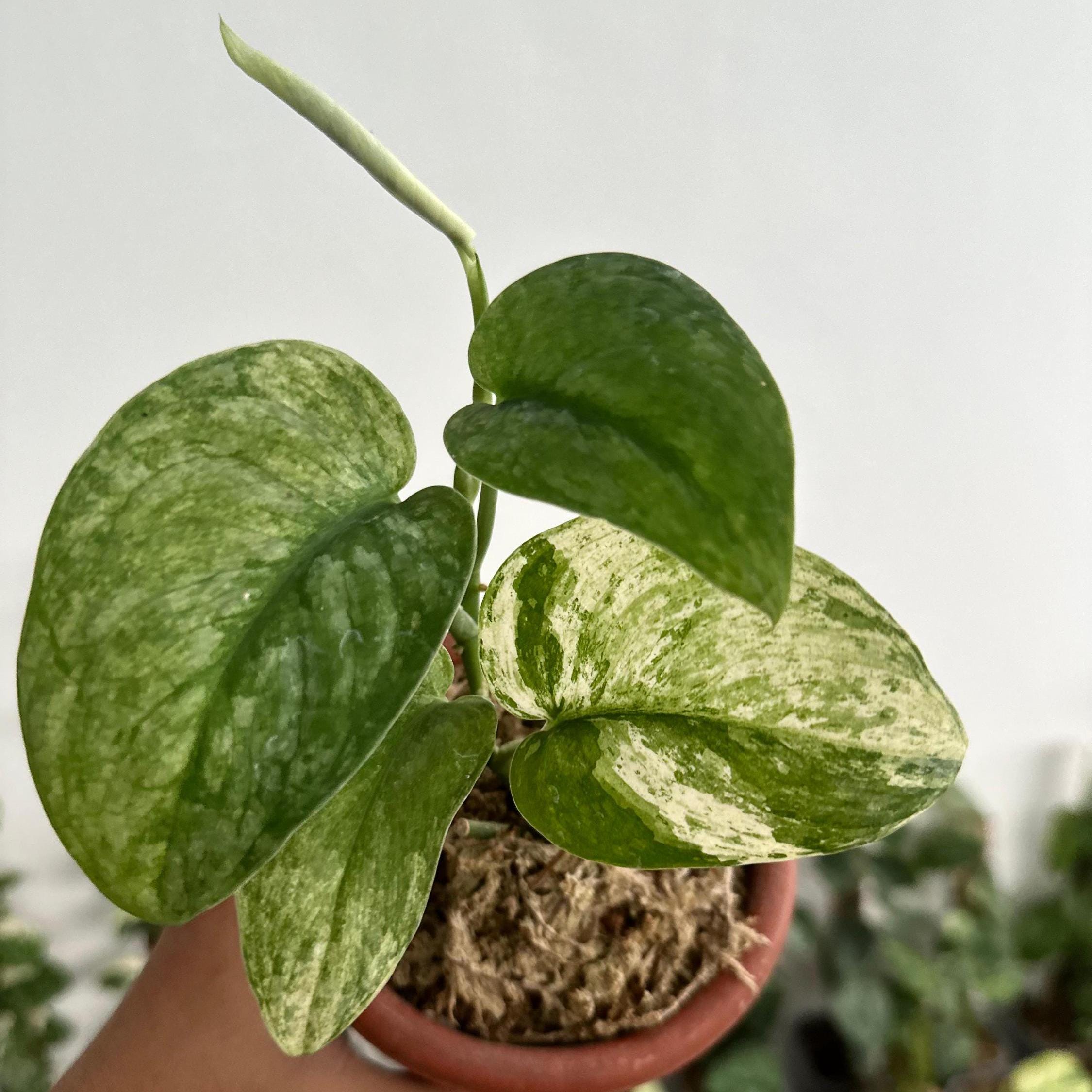 Scindapsus dark form - Etsy 日本