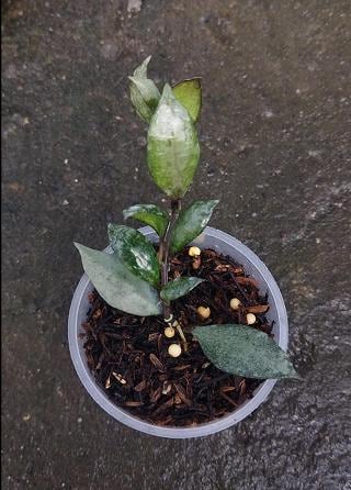 Hoya Lacunosa Violet - Etsy