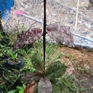 Hoya Undulata Purple Splash Live Exotic Tropical Plant Easy Care Apocynaceae