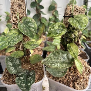 Scindapsus Nebula Variegated Foliage Rare Live Exotic Tropical Plant Indoor Outdoor Easy Care Unique Aroid