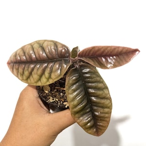 Labisia Buaya Lebend Exotisch Tropische Pflanze Indoor Outdoor Easy Care Primulaceae