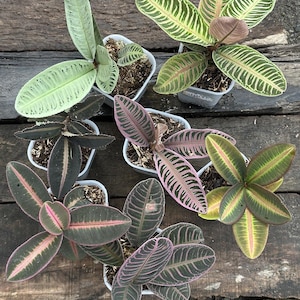 Labisia Ardisia All Color Live Exotic Tropisch Laubpflanze Indoor Outdoor Pflegeleicht Primulaceae