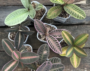 り*ー様 【激レア】Scindapsus Argyraeus Fatamorga 激レア】Scindapsus Argyraeus Fatamorgana - メルカリ