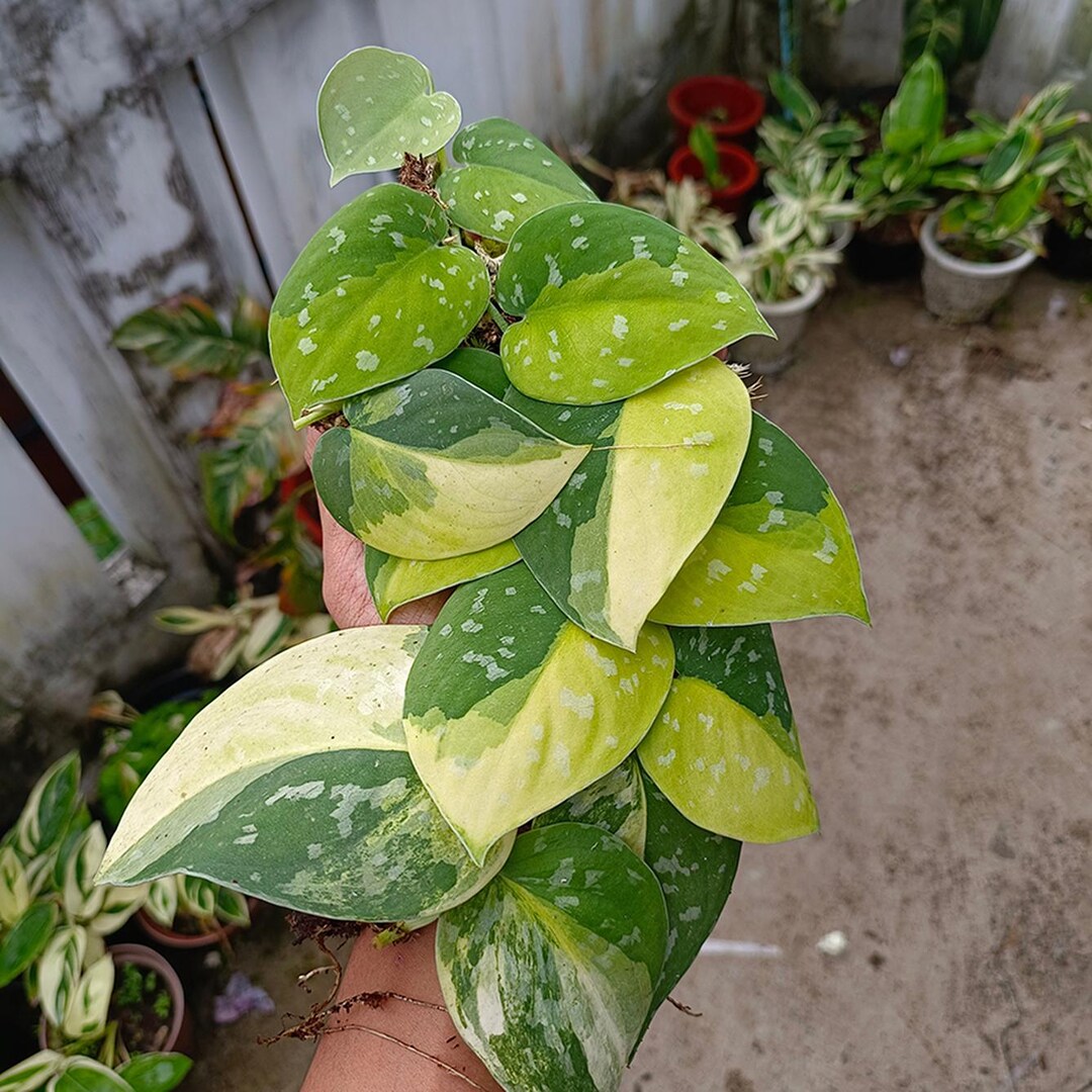 Scindapsus Sentarum Variegated Live Exotic Tropical Foliage Plant