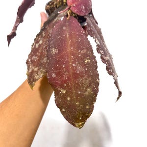 Hoya Undulata Red Live Exotica Tropical Plant Indoor Outdoor Easy Care Apocynaceae