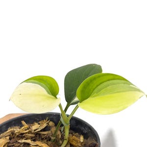Scindapsus Blue Albo Foliage Rare Live Exotic Tropical Plant Indoor Outdoor Easy Care Unique Aroid