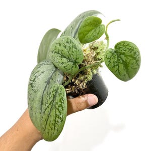 Scindapsus Silver Army Tricolor Live Exotic Tropical Foliage Plant Indoor Outdoor Easy Care Aroid