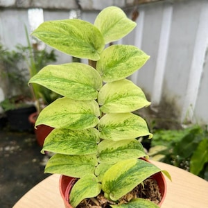 Variegated rhaphidophora - Etsy 日本