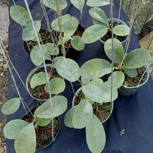Hoya Silver Borneo  Red Live Exotica Tropical Plant Indoor Outdoor Easy Care Apocynaceae