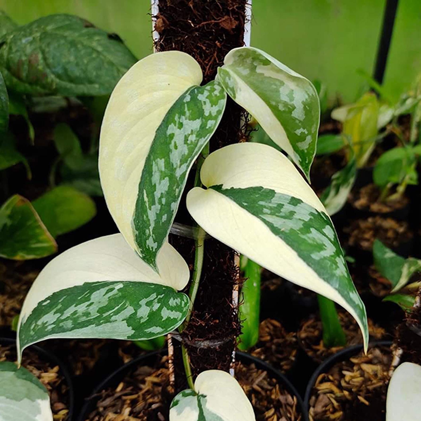 Scindapsus borneo - Etsy 日本