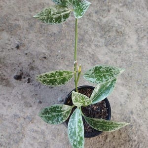Hoya Lacunosa Zebra Skin Live Exotica Tropical Plant Indoor Outdoor Easy Care Apocynaceae