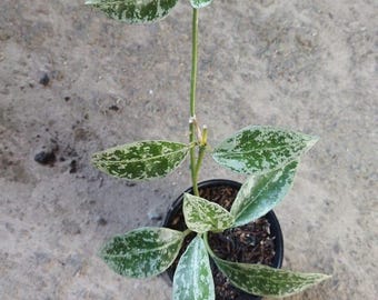 Hoya Lacunosa Zebra Skin Live Exotica Tropical Plant Indoor
