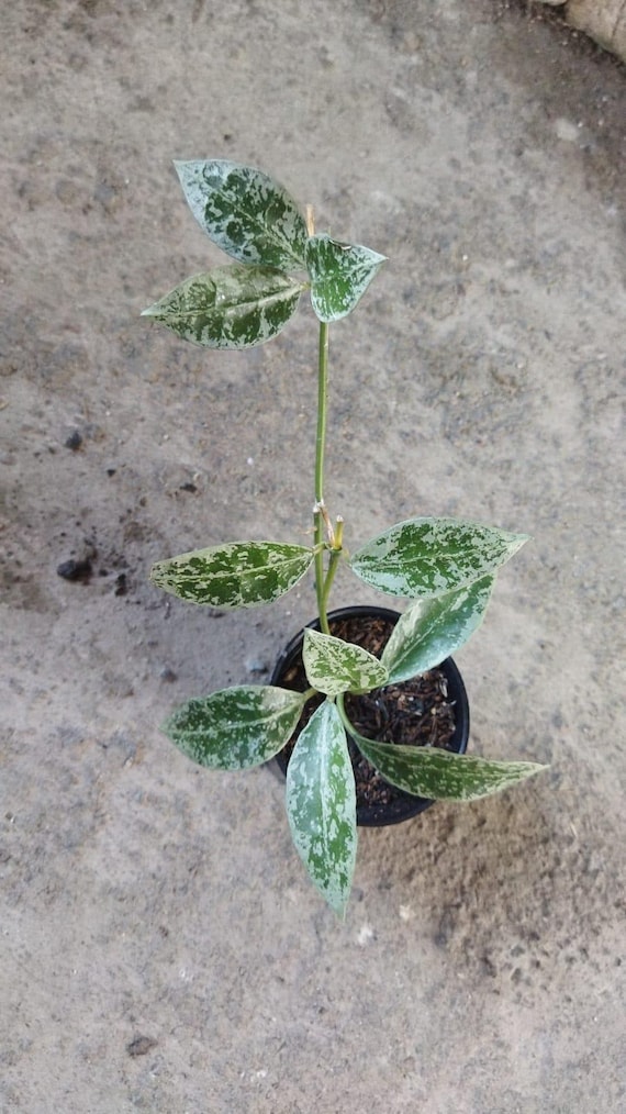 専用＊ Hoya マダラグリーンエッジ/スラウェシアナ アルボ Hoya australis 'Lisa' 4inch ~ Aventura Gardens