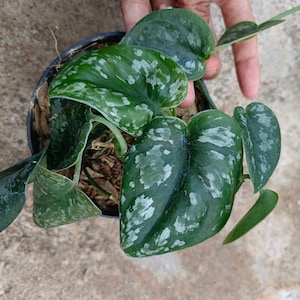 Scindapsus Silver Princes Tricolor Live Exotic Tropical Foliage Plant Indoor Outdoor Easy Care Plant Unique Aroid