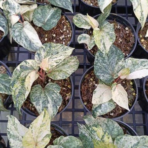 Piper Sylvaticum Aurea Zeldzame levende exotische tropische plant Binnen Buiten Onderhoudsvriendelijk Unique Piperaceae