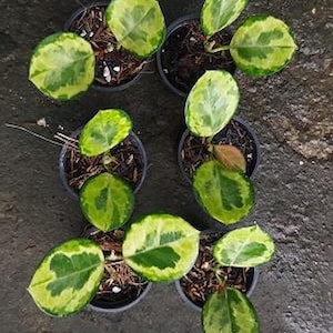 Hoya decipulae - Etsy 日本 Hoya decipulae - Etsy 日本