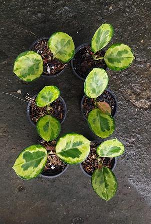 Hoya australis plumes de paon plante tropicale exotique vivante d'intérieur extérieur facile d'entretien Apocynaceae