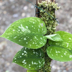 Scindapsus Agryrarius Tricolor Gog Rare Live Exotic Tropical Foliage Plant Indoor Outdoor Easy Care Unique Aroid