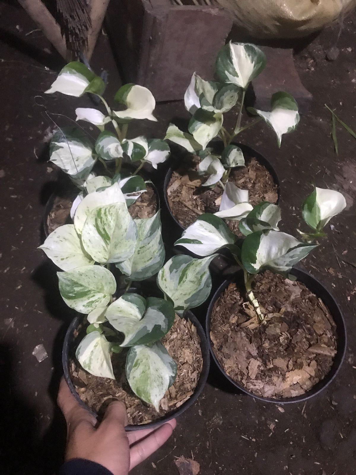 Manjula pothos - Etsy 日本