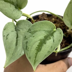 Scindapsus Sparkling Borneo Live Tropical Foliage Plant Indoor Outdoor Easy Care Thick Leaf Aroid