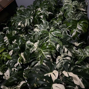 May include: A lush collection of Monstera plants with large, split leaves. The leaves display a striking contrast of deep green and creamy white variegation, creating a visually appealing display. The plants are densely packed, showcasing their size and vibrant colors.