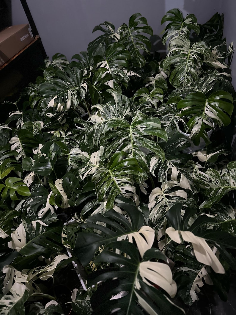 May include: A lush collection of Monstera plants with large, split leaves. The leaves display a striking contrast of deep green and creamy white variegation, creating a visually appealing display. The plants are densely packed, showcasing their size and vibrant colors.