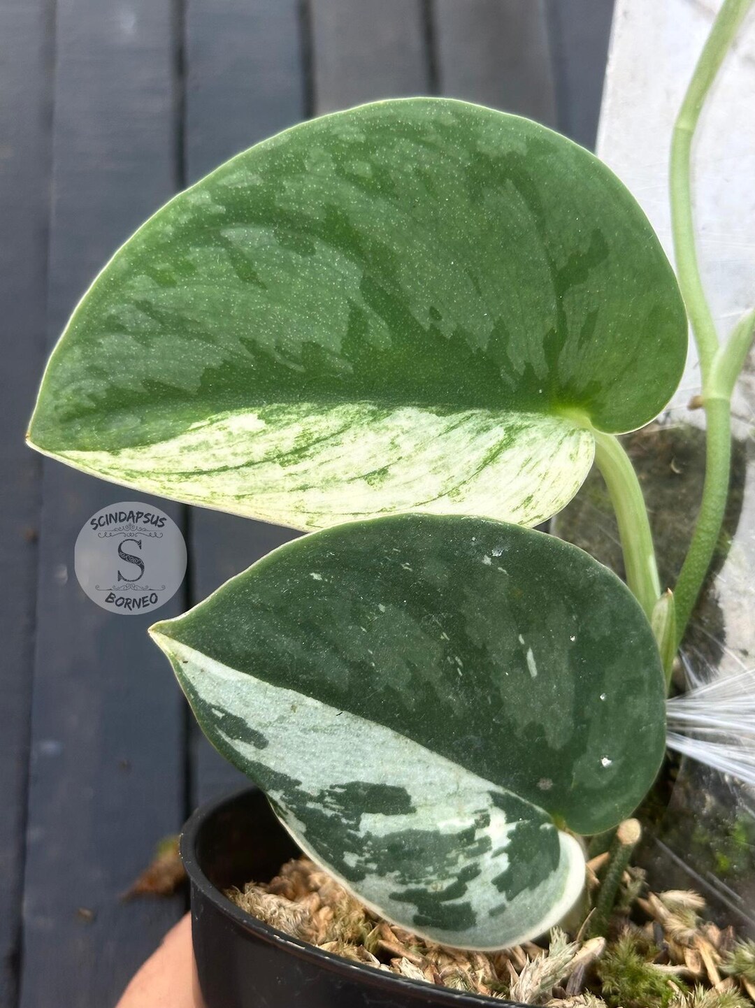 Scindapsus Bunaken Live Exotic Tropical Foliage Plant Indoor