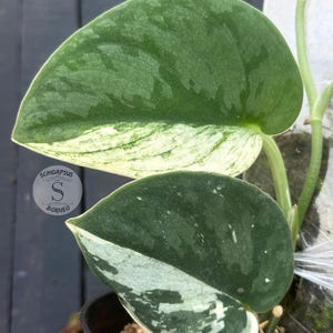 Scindapsus Bunaken Live Exotic Tropical Foliage Plant Indoor Outdoor Easy Care Aroid