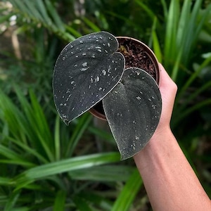 Puede incluir: Una pequeña planta en maceta con dos hojas grandes en forma de corazón. Las hojas son de color verde oscuro con variegación blanca.